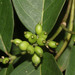 Coussarea hydrangeifolia - Photo (c) Ruth Ripley, todos los derechos reservados, subido por Ruth Ripley