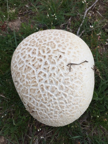 Mosaic puffball