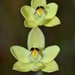 Lemon-scented Sun Orchid - Photo (c) James Peake, all rights reserved, uploaded by James Peake