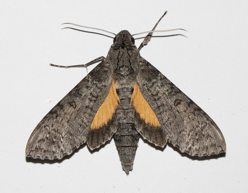 Isognathus allamandae Clark, 1920
