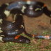 Worontzow's Spotted Night Snake - Photo (c) adrianomaciel, all rights reserved, uploaded by adrianomaciel