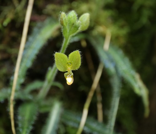 Ponthieva brenesii