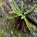 Dryopteridaceae - Photo (c) Dustin Urban, כל הזכויות שמורות, הועלה על ידי Dustin Urban