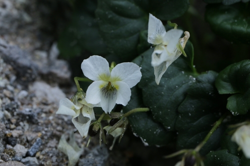 Viola kitamiana