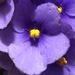 African Violets - Photo (c) manacho, all rights reserved