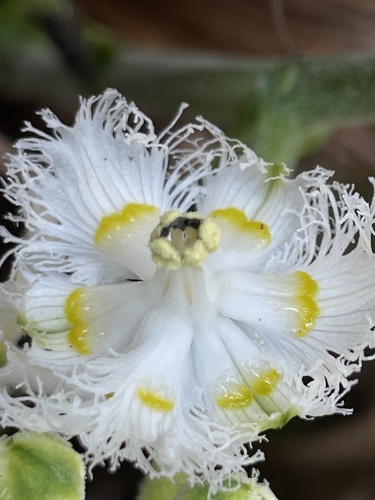 Fringed False Hellebore