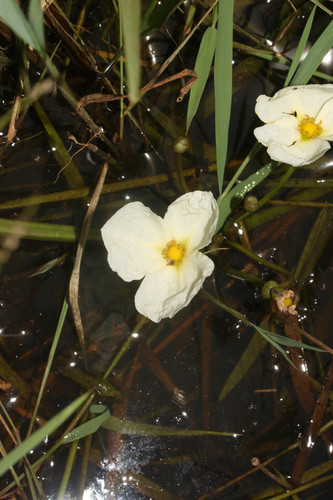 Echinodorus floribundus