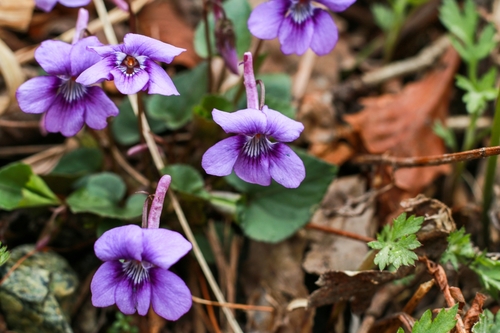 Form Viola rostrata alpina · iNaturalist