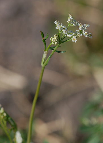 snow parsley
