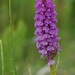 Baltic Marsh-Orchid - Photo (c) Tig, all rights reserved, uploaded by Tig