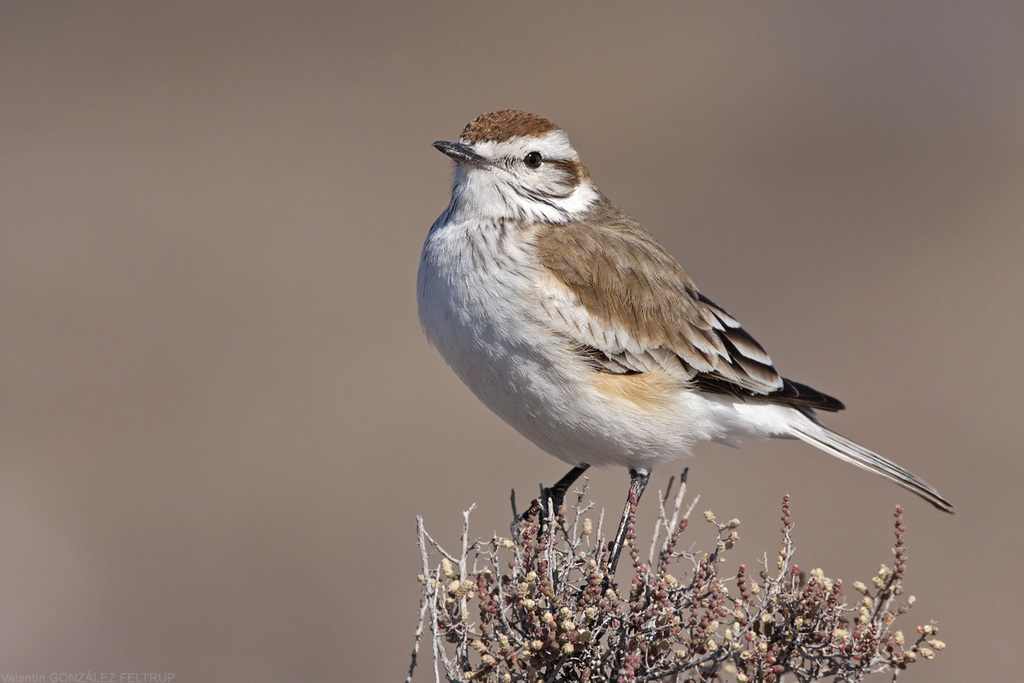 Salinas Monjita (Neoxolmis salinarum) photo