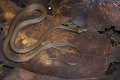 Red-Black Striped Snake (Bothrophthalmus lineatus) · iNaturalist