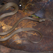 Uganda House Snake - Photo (c) Matthieu Berroneau, all rights reserved