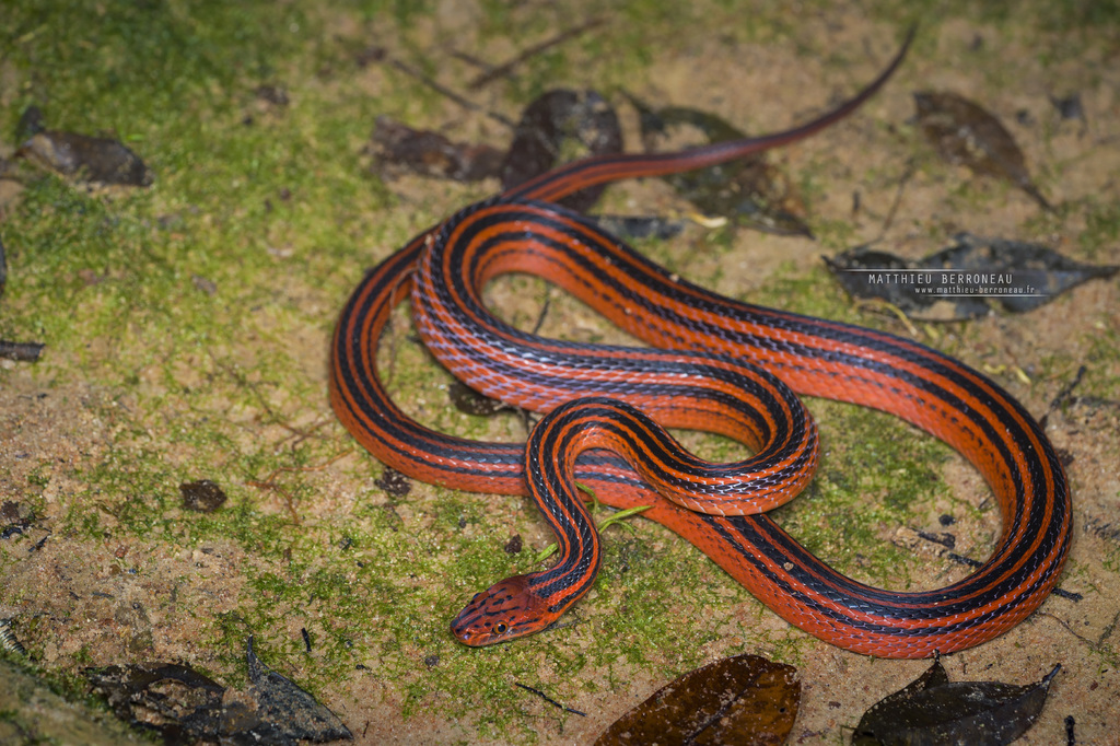 Red-Black Striped Snake (Bothrophthalmus lineatus) · iNaturalist