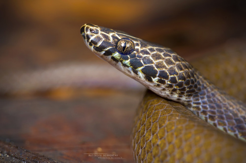 Uganda House Snake