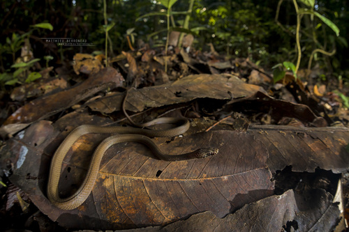 Uganda House Snake