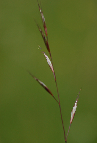 Helictochloa pratensis (L.) Romero Zarco