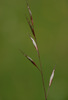 Meadow Oat-Grass - Photo (c) Tig, all rights reserved, uploaded by Tig