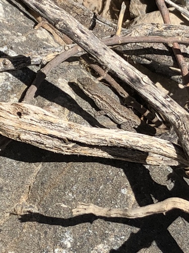 Ornate Tree Lizard