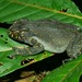 Asian Yellow-spotted Climbing Toad - Photo (c) Christian Langner, all rights reserved, uploaded by Christian Langner
