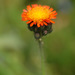 Hieracium aurantiacum carpathicola - Photo (c) Tig, all rights reserved, uploaded by Tig