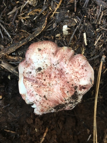 iNaturalist observation photo of Veiled Purple Waxcap
