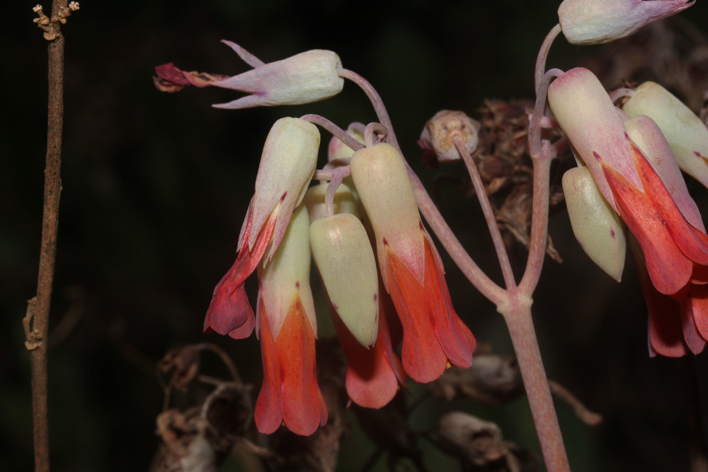 リ*サ様 layered lace tank チョウピラコ Milky Widow's-Thrill (Kalanchoe laxiflora) · iNaturalist
