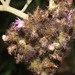 Cyrtocymura cincta - Photo (c) Ruth Ripley, todos los derechos reservados, subido por Ruth Ripley