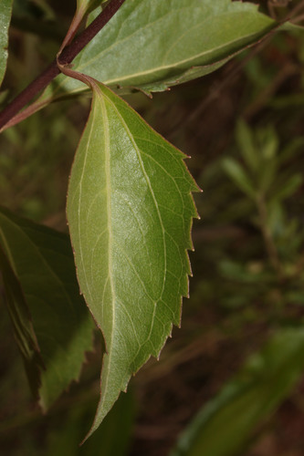 Chromolaena austera