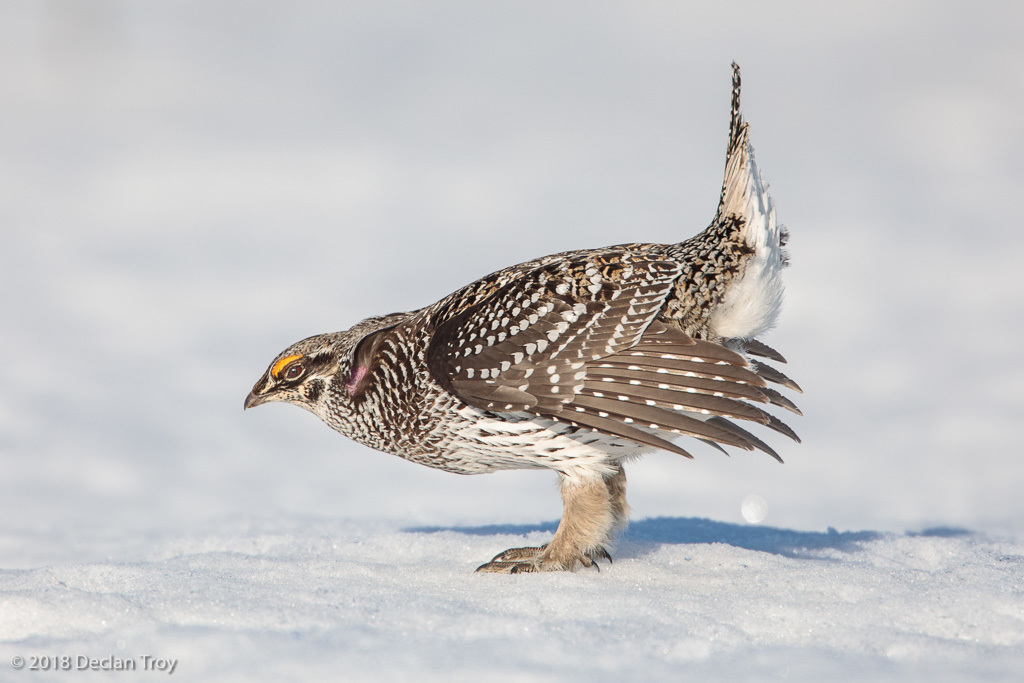 Sharp-tailed Grouse photo