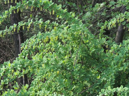 European barberry