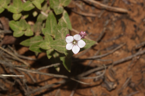 Spigelia andina