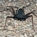 Arizona Tailless Whip Scorpion - Photo (c) Eric Bo Garcia, all rights reserved, uploaded by Eric Bo Garcia