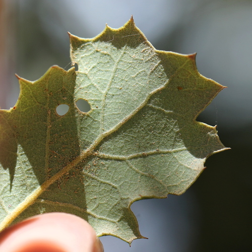 Quercus berberidifolia x cornelius-mulleri
