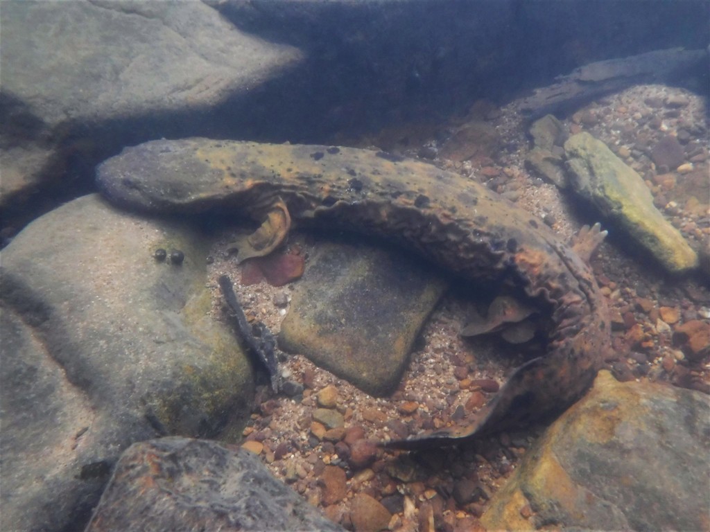 Eastern Hellbender in September 2021 by Cade · iNaturalist