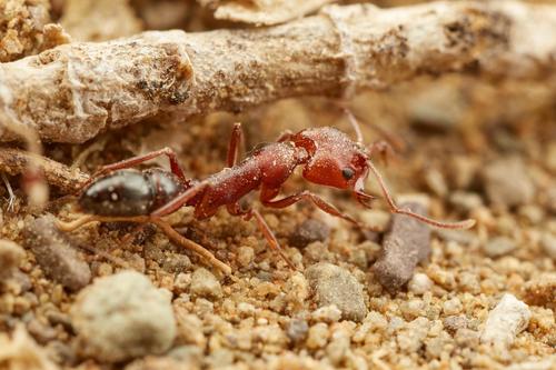 Levaillant's False Trapjaw Ant (Anochetus levaillanti) · iNaturalist