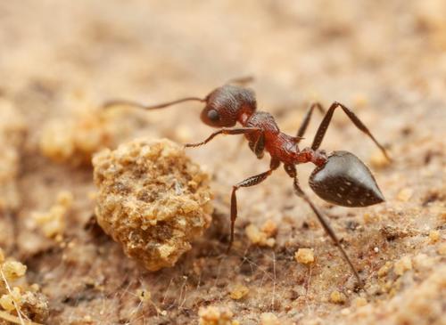 Crematogaster schultzeiCrematogaster schultzei