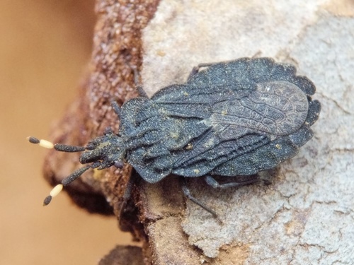 Aradus signaticornis