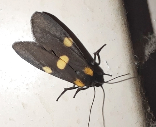 Miltochrista indica