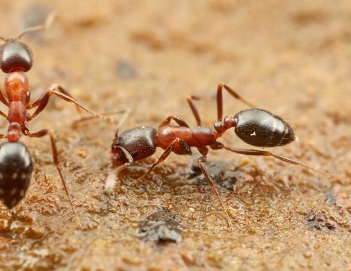 Monomorium drapenumMonomorium drapenum