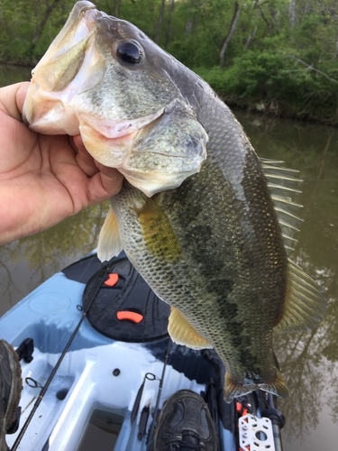 Largemouth Bass × Florida Bass (Hybrid Micropterus nigricans × ...