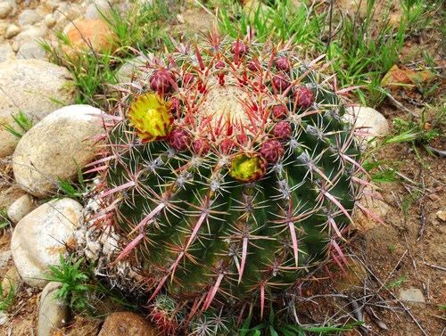 San Diego Barrel Cactus