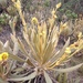 Espeletia occidentalis - Photo (c) nataliamoreno, todos los derechos reservados