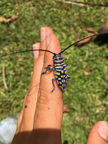 Jewel Longhorn Beetle