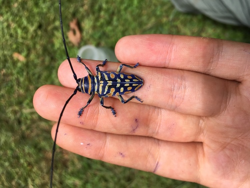 Jewel Longhorn Beetle