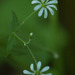 Stellaria nemorum glochidisperma - Photo 由 Tig 所上傳的 (c) Tig，保留所有權利