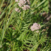 Valeriana officinalis officinalis - Photo (c) Tig, all rights reserved, uploaded by Tig