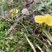 Hygrocybe subceracea - Photo (c) Julie Logterman, all rights reserved, uploaded by Julie Logterman