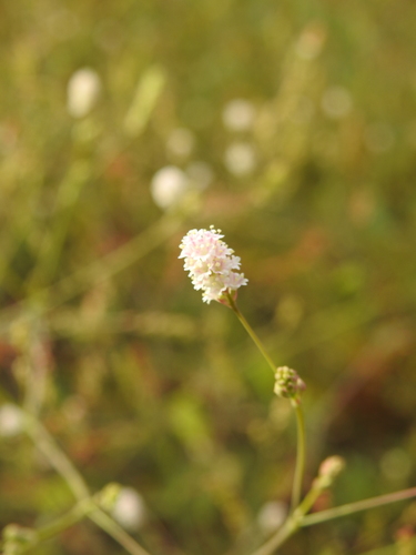 Boerhavia spicata