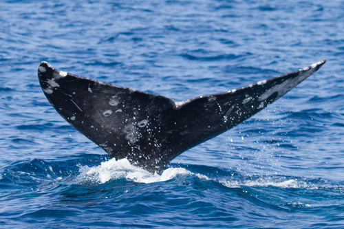 Grey Whale